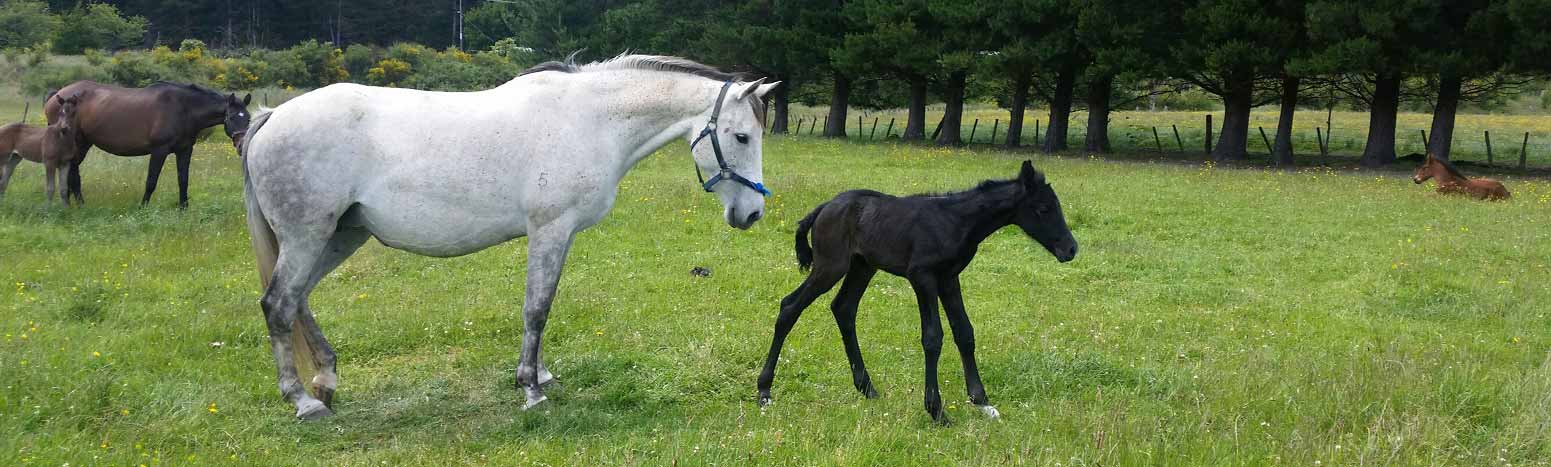 Pregnancy scanning and foaling services