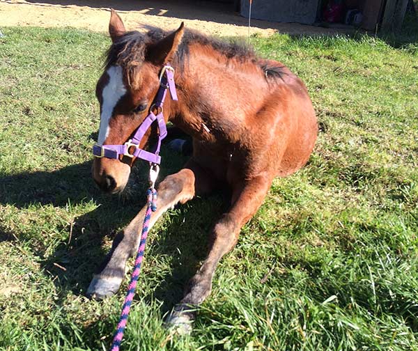Horse recovering from gelding