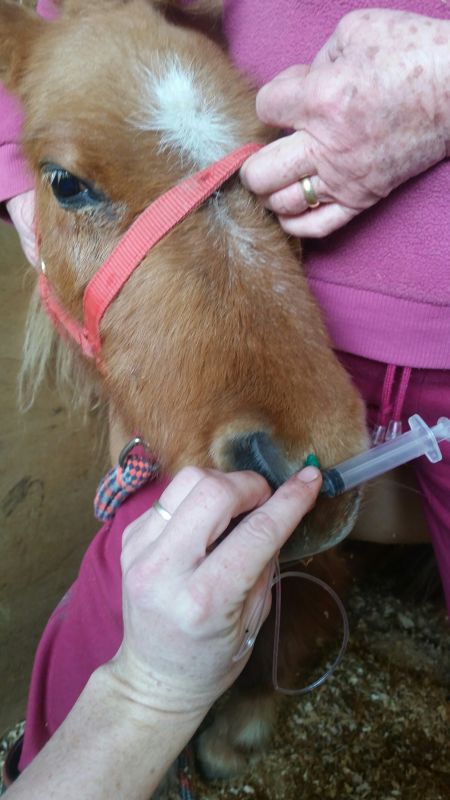 Nasolacrimal Duct Problems in Horses